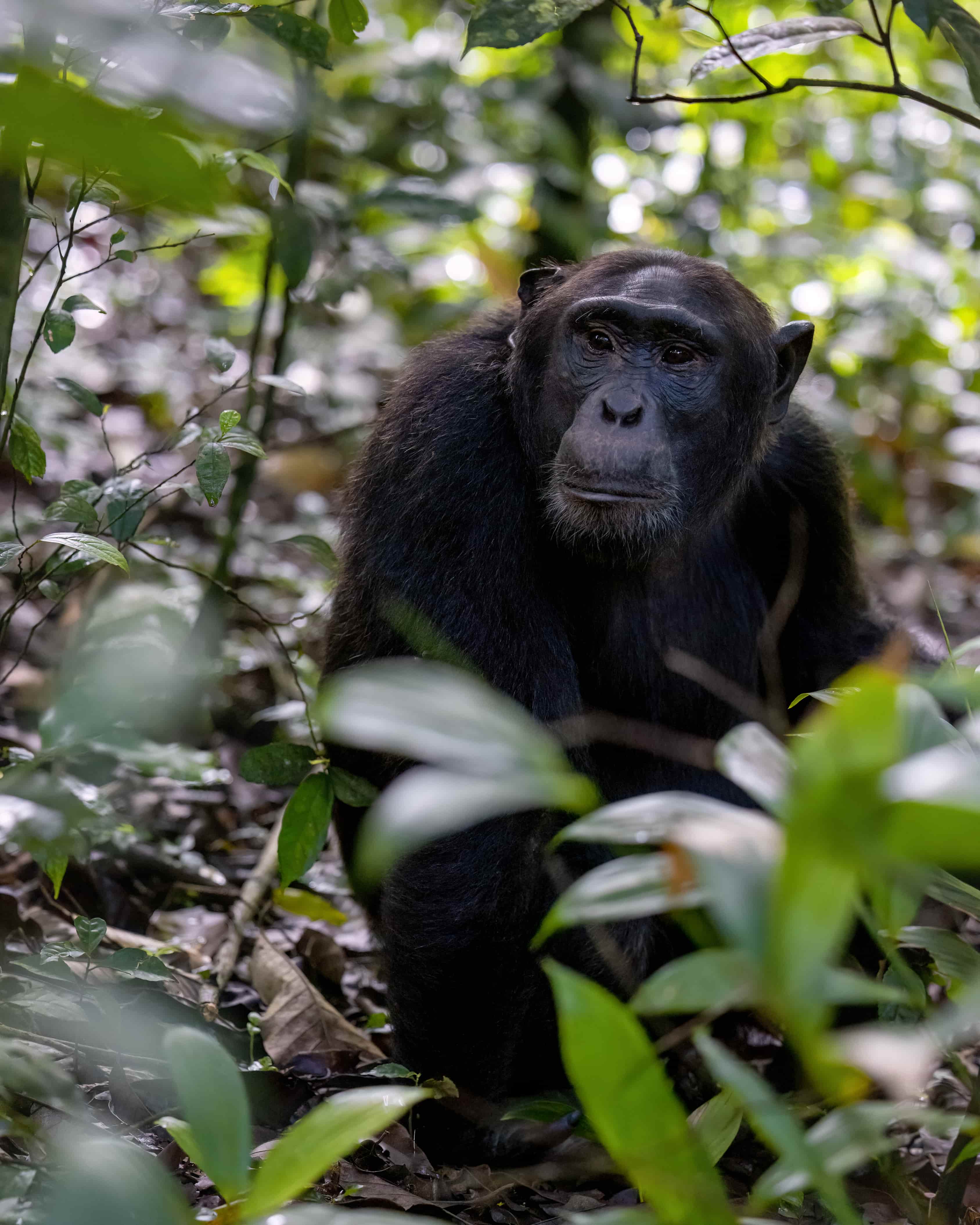 Kibale National Park